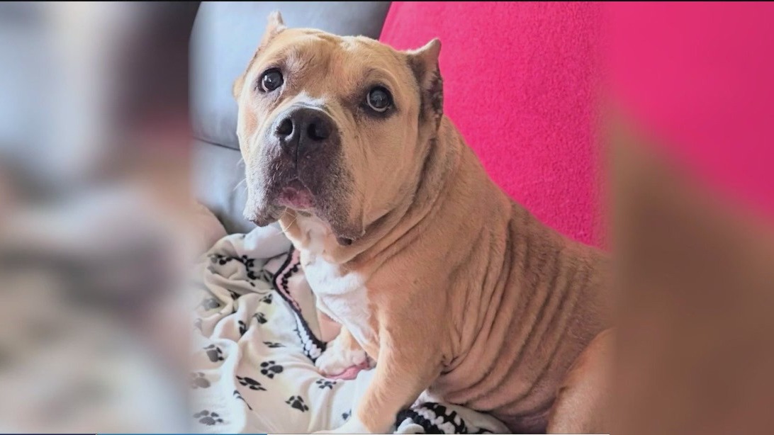 32nd Annual Barkapalooza